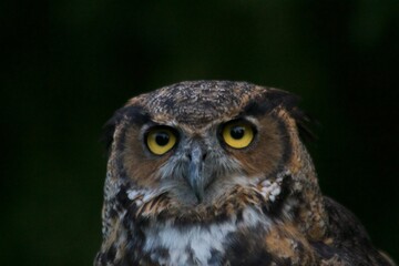 Great-Horned Owl