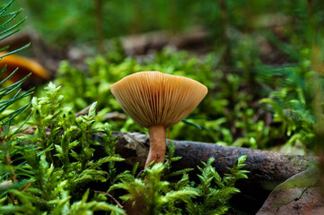 mushroom in the forest