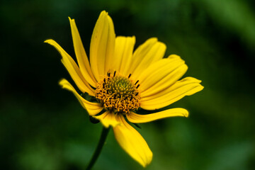 yellow flower macro