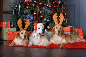 three golden retriever dogs lie near a decorated Christmas tree in festive head hats and antlers