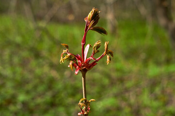 Red and yellow spray with fresh leaves in spring.