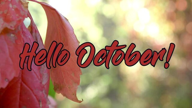 Hello October text animation on  autumn background. 4K Resolution (Ultra HD).