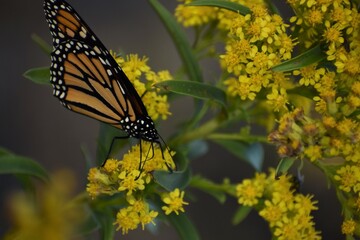 Monarch butterfly on a flower © Jeff N.