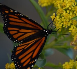 Monarch butterfly on a flower