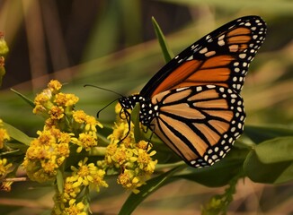 Monarch butterfly on a flower