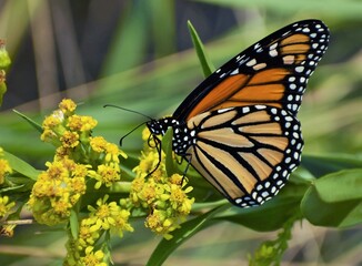 Monarch butterfly on a flower