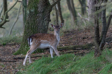 Fallow deer (Dama dama) in rutting season in  the forest of Amsterdamse Waterleidingduinen in the Netherlands. National Animal of Antigua and Barbuda.
Green background.