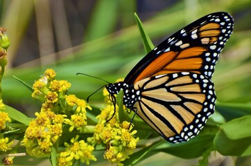 Monarch butterfly on a flower