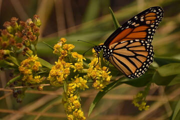 Monarch butterfly on a flower