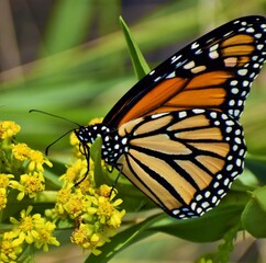 Monarch butterfly on a flower