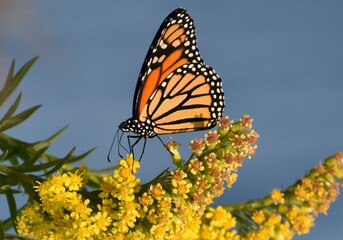 Obraz premium Monarch butterfly on a flower