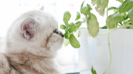 Kitten and greens sprouts for salad. The kitten is sniffing basil.