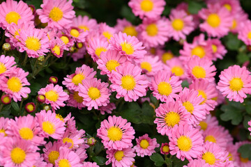Pink bushy aster flower in a garden environment. Aster dumosus Rosenwichtel texture background