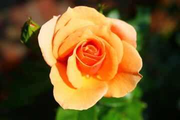 Róża Rosa Rose