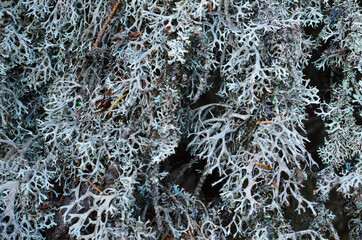 oak moss (a lichen) close-up of on a pine branch in a forest. on a pine tree