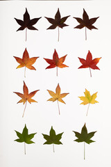 Obraz premium maple leaf isolate on white background