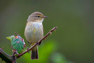 Willow warbler bird, Phylloscopus trochilus, perched.