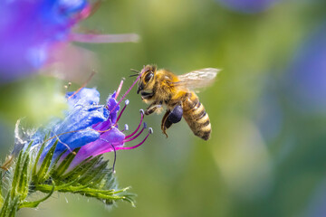 Honey bee Apis mellifera pollination - obrazy, fototapety, plakaty