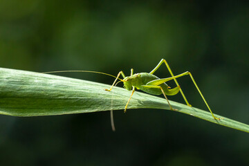 Speckled bush-cricket Leptophyes punctatissima