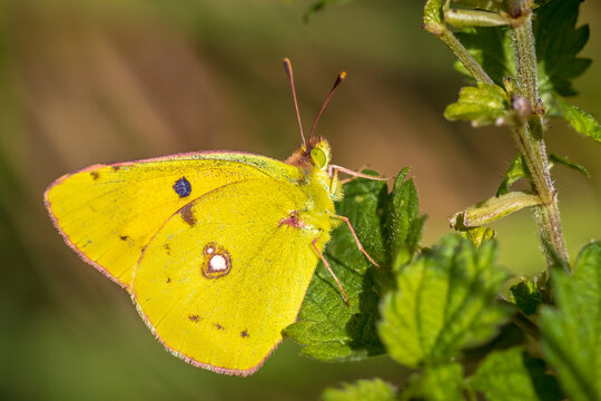 Clouded yellow butterfly, Colias croceus, feeds nectar