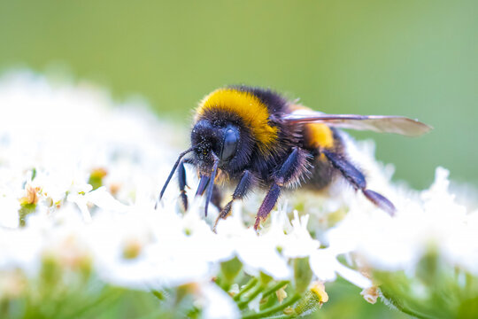 Bombus terrestris, the buff-tailed bumblebee or large earth bumblebee, feeding nectar