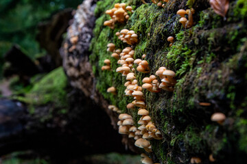 moss on the tree