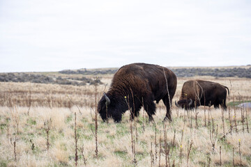  bison feeding on antelope island