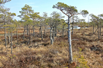 Great Ķemeri Bog in Ķemeri National Park in Latvia