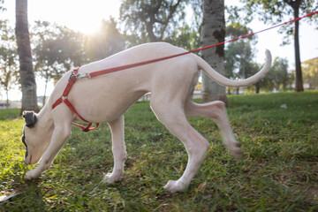 Obraz na płótnie Canvas Cute pet whippet puppy in a park