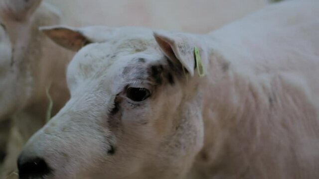 Portrait of white Texel sheep eating hay at agricultural animal exhibition, small cattle trade show - close up. Farming, feeding, agriculture industry, livestock and animal husbandry concept