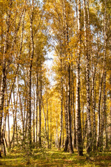 Obraz premium birches with yellow leaves in the autumn park in vertical format