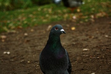 pigeon in the park