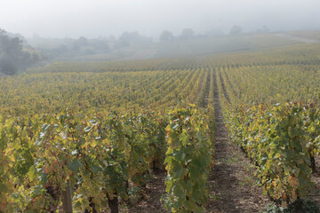 Fototapeta na wymiar Looking down hill at chardonnay vines in the vineyards in fog