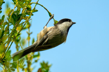 Black capped chickadee hanging on to a stem with blue sky background