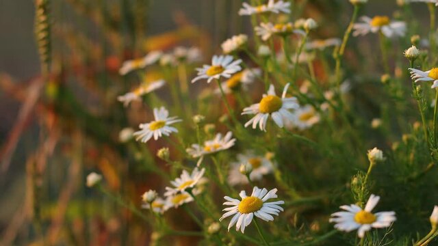 Blooming Wild Flower Matricaria Chamomilla, Matricaria Recutita, Chamomile. Commonly Known As Italian Camomilla, German Chamomile, Hungarian Chamomile, Wild Chamomile In Wheat Field At Sunset