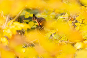 23.10.2021, GER, Bayern, Passau: Ein Eichhörnchen im herbstlichen Wald.