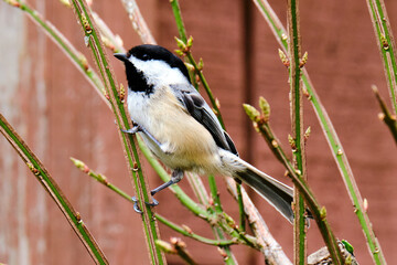Black capped chickadee perched on twig in early spring