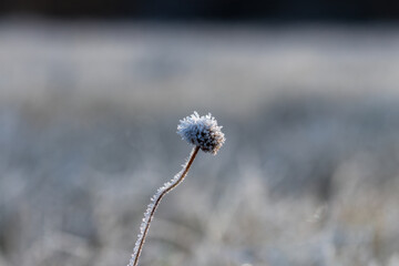 Single, lonely, frozen flower in a large meadow, angular garlic, Allium angulosum, flower with ice crystals on a frosty morning, frost in the meadow