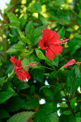 Red hibiscus flower botanical vertical closeup dominican republic