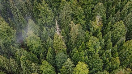 Forest, Aerial View