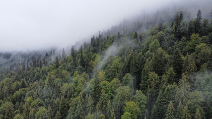 Trees Covered in Fog