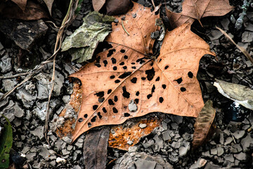 Leaf with holes
