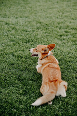 dog on the grass welsh corgi