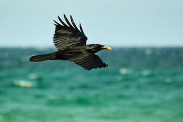 American Crow in flight over the coastline of the Atlantic Ocean with food in beak