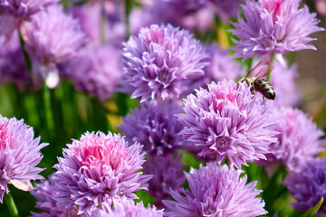 a bee on a flower taken at close range