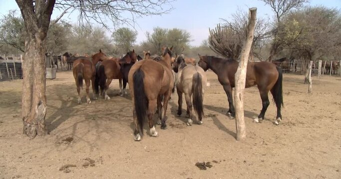 Group of brown horses inside their corral. Argentine countryside. Grouped horses. Desert area with little vegetation.