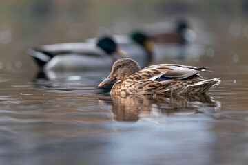 29.10.2021, GER, Bayern, Passau: Stockenten auf dem Fluss Ilz