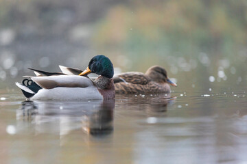 29.10.2021, GER, Bayern, Passau: Stockenten auf dem Fluss Ilz