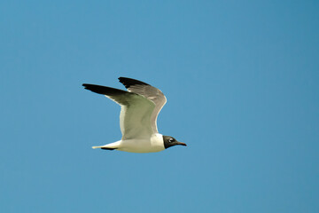 Laughing Gull in flight over Atlantic Ocean in Pompano Beach Florida