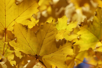 Widok na jesień z różno kolorowymi liśćmi drzew. - obrazy, fototapety, plakaty